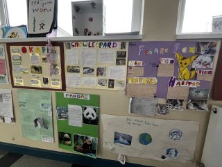 Animal Projects