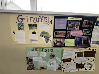 Animal Projects